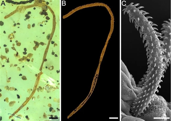 科学家发现约1亿年前的海洋内寄生虫：可能得感谢一头恐龙